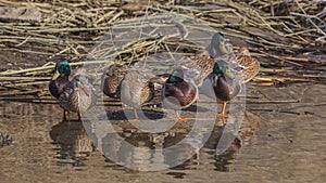 Family of Mallards Napping