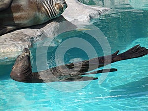 Family of mammals in a pool.