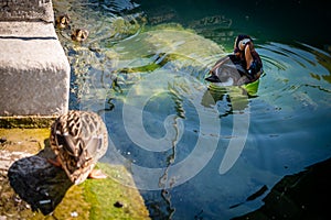 Family of mandarin ducks with ducklings. Aix galericulata. Swimming in lake Geneva, Switzerland