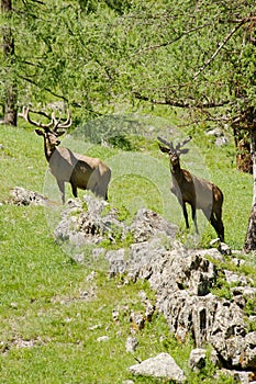 The family of marals fleeing from a photographer