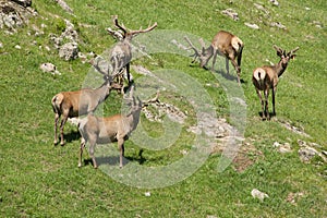 The family of marals fleeing from a photographer