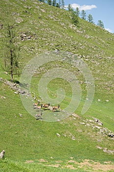 The family of marals fleeing from a photographer