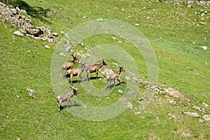 The family of marals fleeing from a photographer