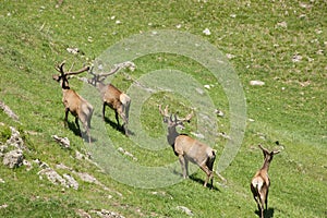 The family of marals fleeing from a photographer