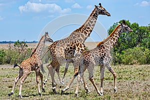 Family of Masai Giraffe, Running