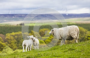 Family on the Meadow - Scottish Sheeps