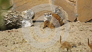 Family of meerkat playing outdoor