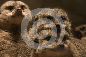 Family of meerkats