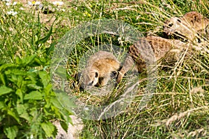 A family of meerkats got out of the hole early in the morning photo