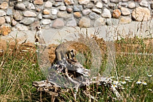A family of meerkats got out of the hole early in the morning photo