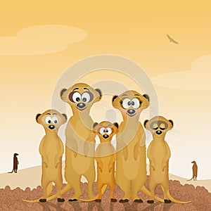 Family of meerkats