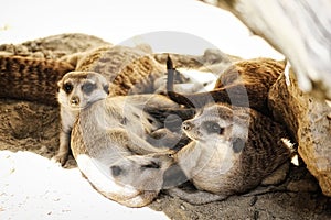 Family of Meerkats