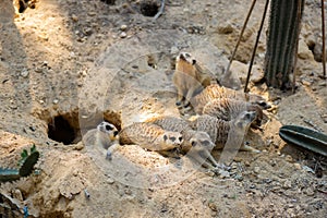 Family of meerkats in the Safari Park