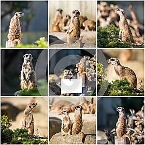 Family of meerkats on a warm autumn evening