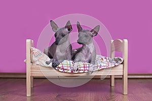 Family of Mexican hairless dogs in the morning in bed