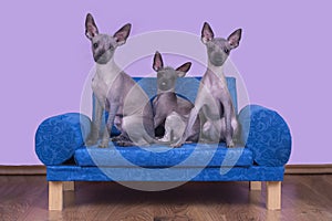 Family of Mexican hairless dogs in the morning in bed