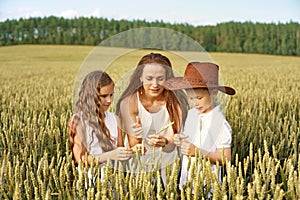 Family mom and two children boy and girl examine ears of corn on a wheat field