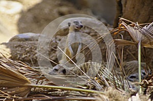 Family of mongoose in wilderness