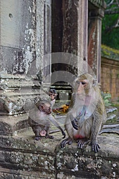 Family of monkey at Angkor Wat temple ruins with the baby looking peeping from behind
