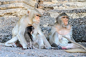 Family monkey in Lopburi, Thailand