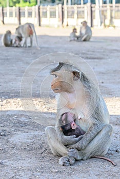 Family monkey in Lopburi, Thailand