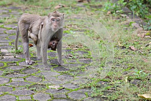 The family Monkey is stay in front of forest