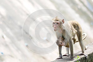 The family Monkey is stay in front of forest