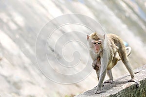 The family Monkey is stay in front of forest