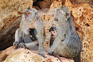 Family of monkeys.