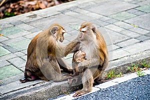 Family of monkeys on the asphalt in Phuket. Thailand. Macaca leonina. Northern Pig-tailed Macaque