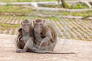 Family monkeys  Crab-eating macaque   cold in morning at the park of Thailand