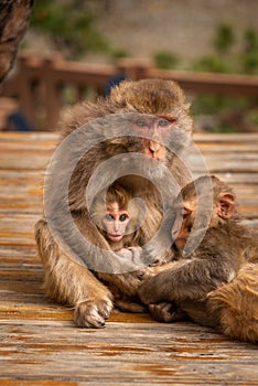 Family of monkeys with a cute little baby macaque