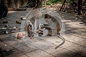 family of monkeys eating in temple