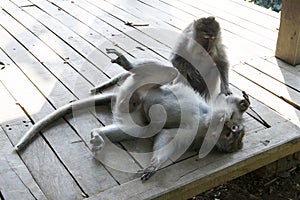 Family of monkeys in the jungle. Bali