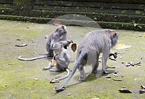 Family of monkeys Long-tailed macaque-Macaca fascicularis in Sangeh Monkey Forest in Bali, Indonesia