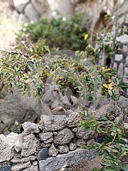 Monkey at the bhongir fort