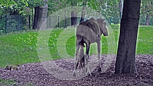 Family of moose or elk, Alces alces is the largest extant species in the deer family.