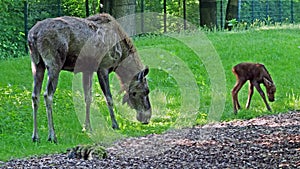 Family of moose or elk, Alces alces is the largest extant species in the deer family.