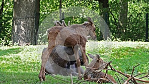 Family of moose or elk, Alces alces is the largest extant species in the deer family.