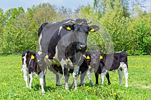 Family mother cow with calves in dutch meadow
