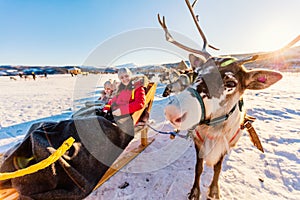 Reindeer safari