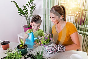 Family mother and son grow flowers, transplant seedlings in the gardeners. Lovely mother with her boy taking care of flower in pot