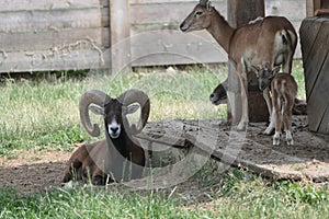 a family of mouflons