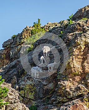 Family of Mountain Goats