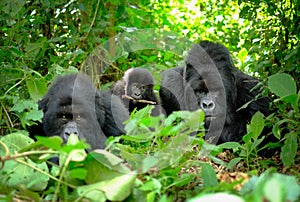 Family of mountain gorillas with a baby gorilla and a silverback posing for picture in Rwanda.