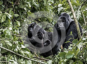 Family of moutains gorillas, baby, mother and father, in virunga