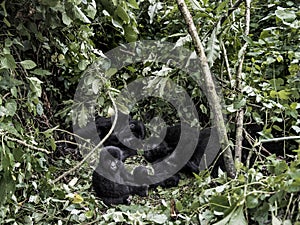 Family of moutanis gorillas, baby, mother and father, in virunga