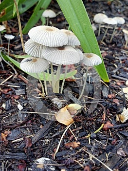 A family of mushrooms