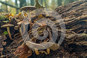 Family of mushrooms