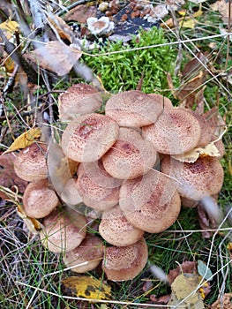 Family of mushrooms of autumn honey agarics & x28;Armillaria mellea; Armillaria borealis& x29; photo